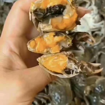 内蒙螃蟹，河蟹，大闸蟹