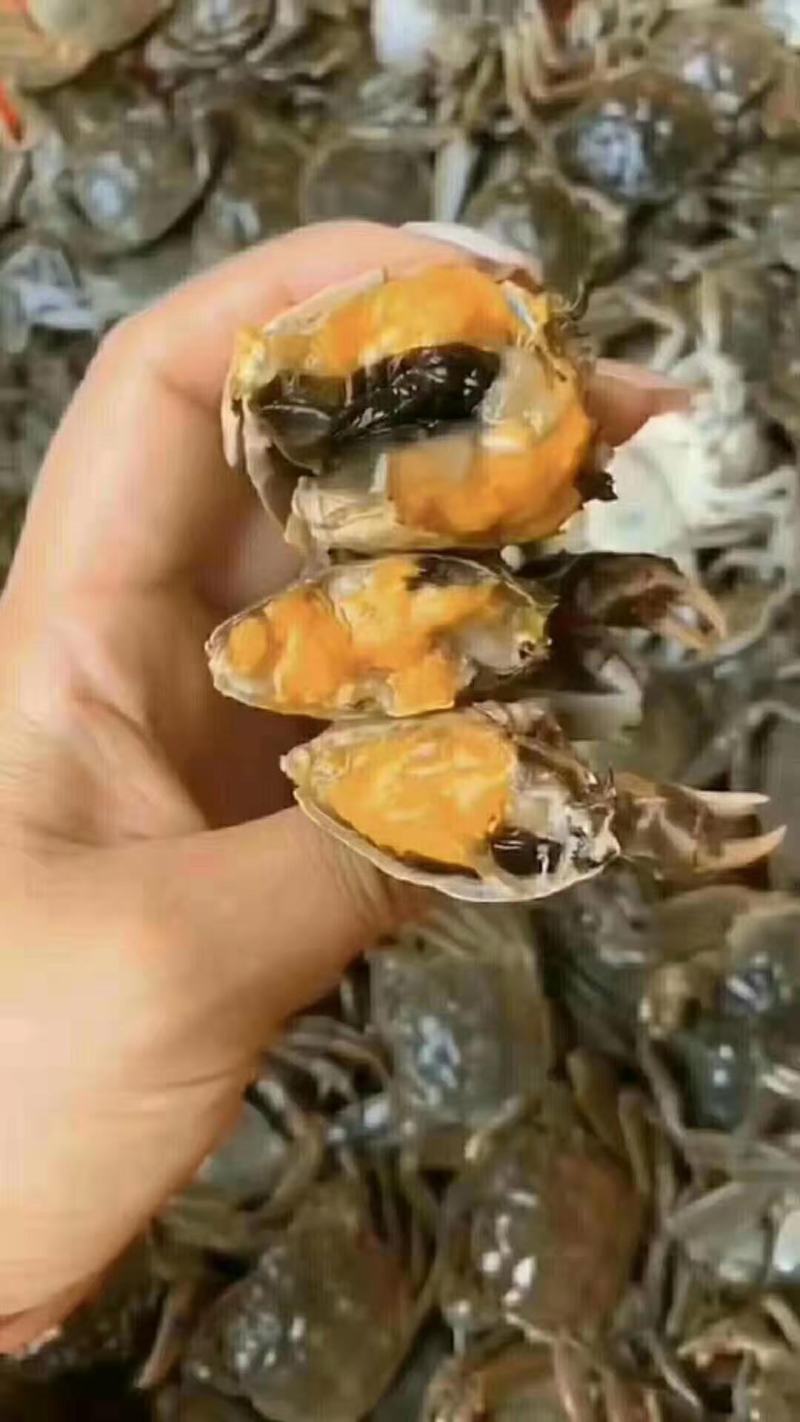 内蒙螃蟹，河蟹，大闸蟹