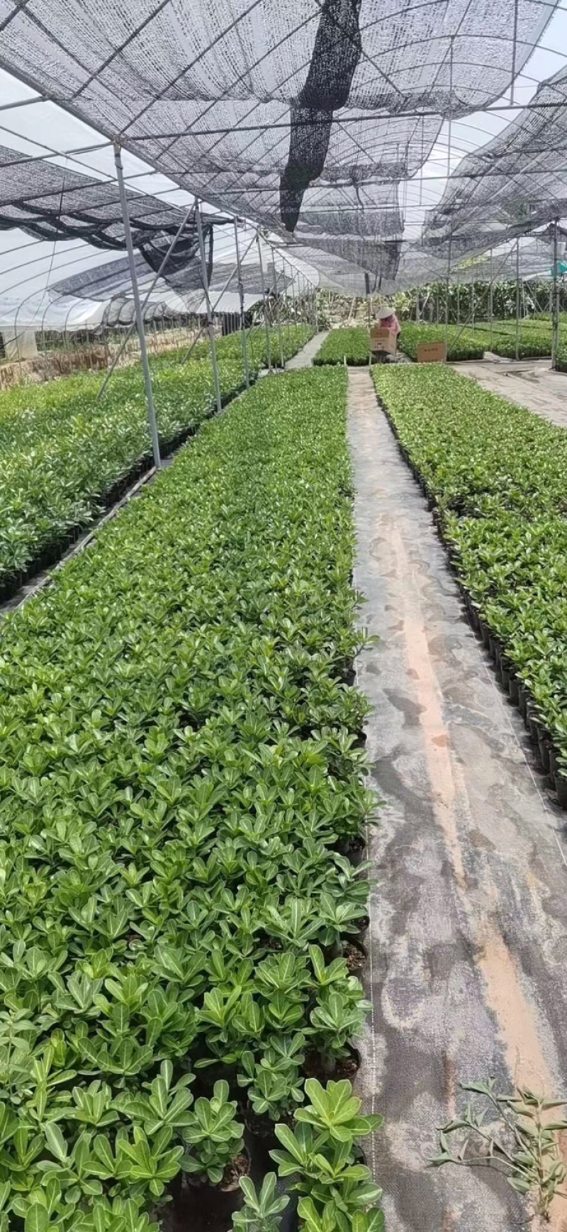 重瓣沙漠玫瑰花苗盆栽四季开花不断好养花卉阳台庭院盆景老桩