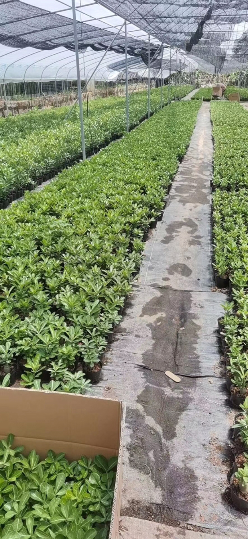 重瓣沙漠玫瑰花苗盆栽四季开花不断好养花卉阳台庭院盆景老桩