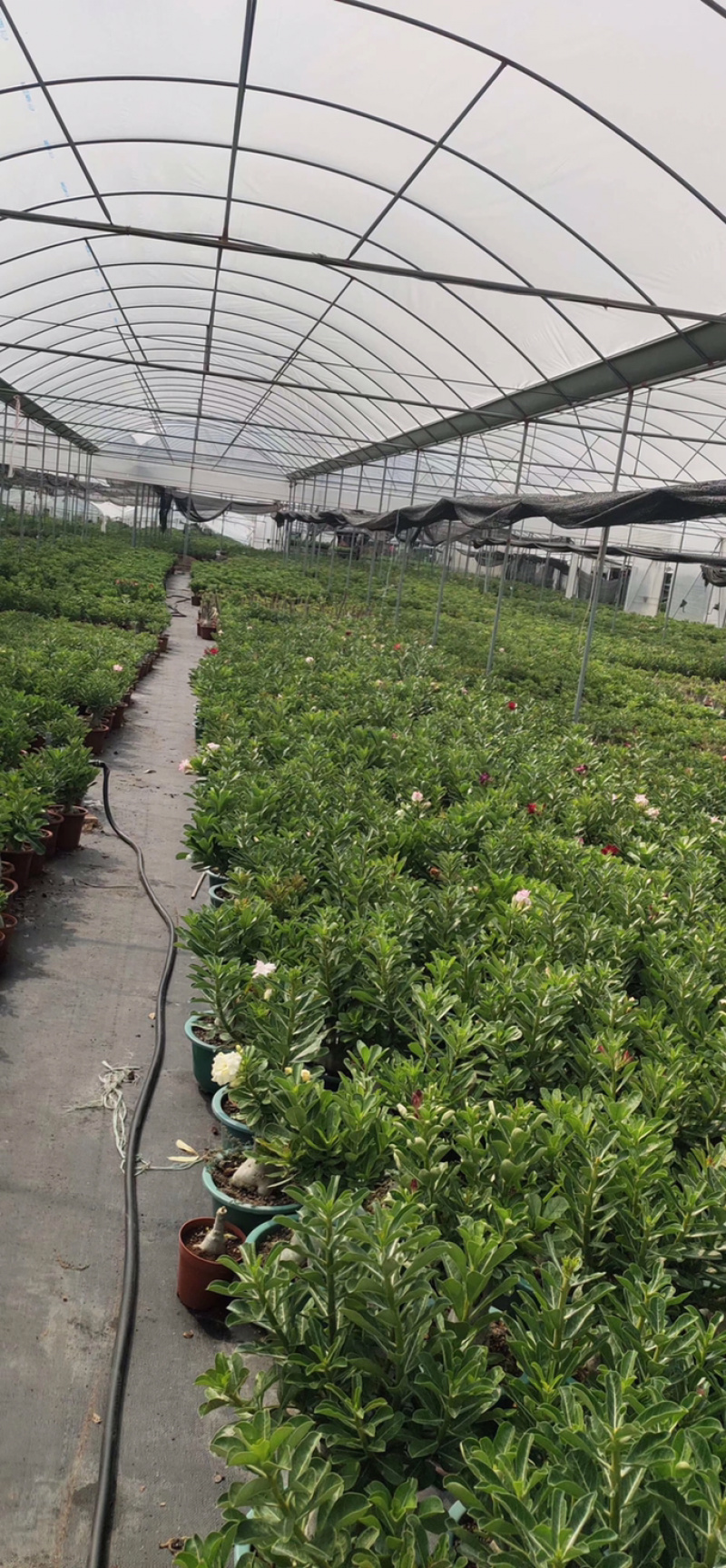 重瓣沙漠玫瑰花苗盆栽四季开花不断好养花卉阳台庭院盆景老桩