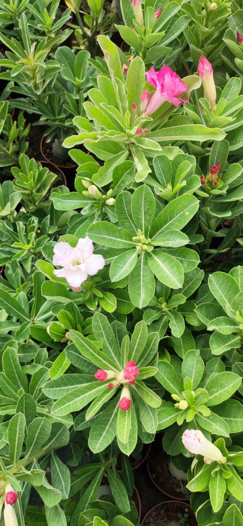 重瓣沙漠玫瑰花苗盆栽四季开花不断好养花卉阳台庭院盆景老桩