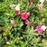 重瓣沙漠玫瑰花苗盆栽四季开花不断好养花卉阳台庭院盆景老桩