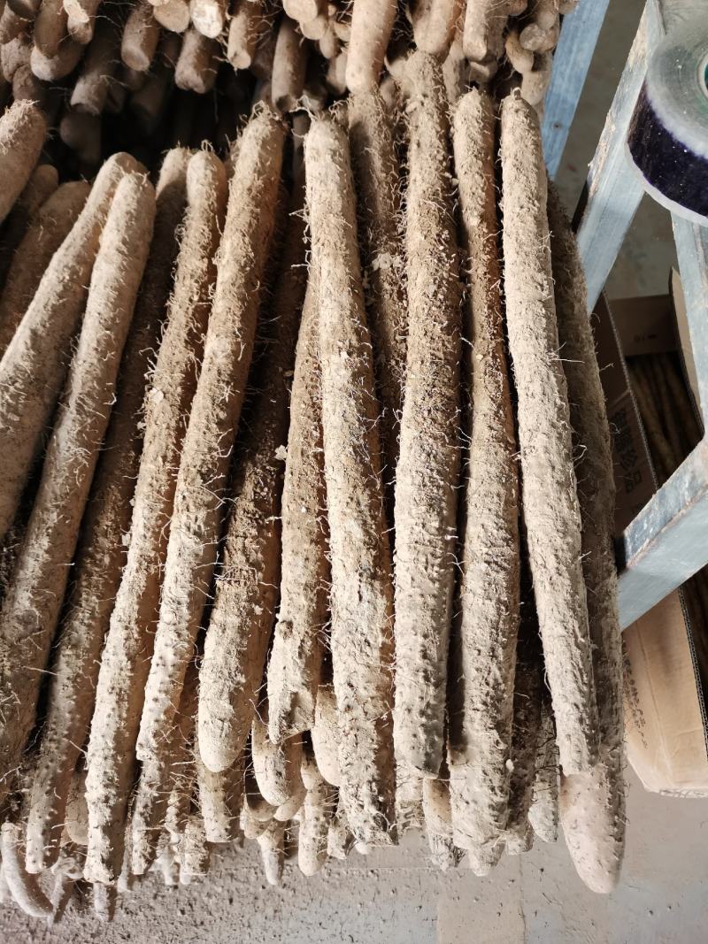 麻山药淮山棒山药毛山药产地直供一手货源货基地常年供货
