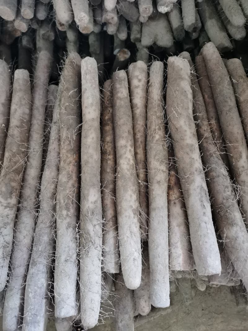 麻山药淮山棒山药毛山药产地直供一手货源货基地常年供货