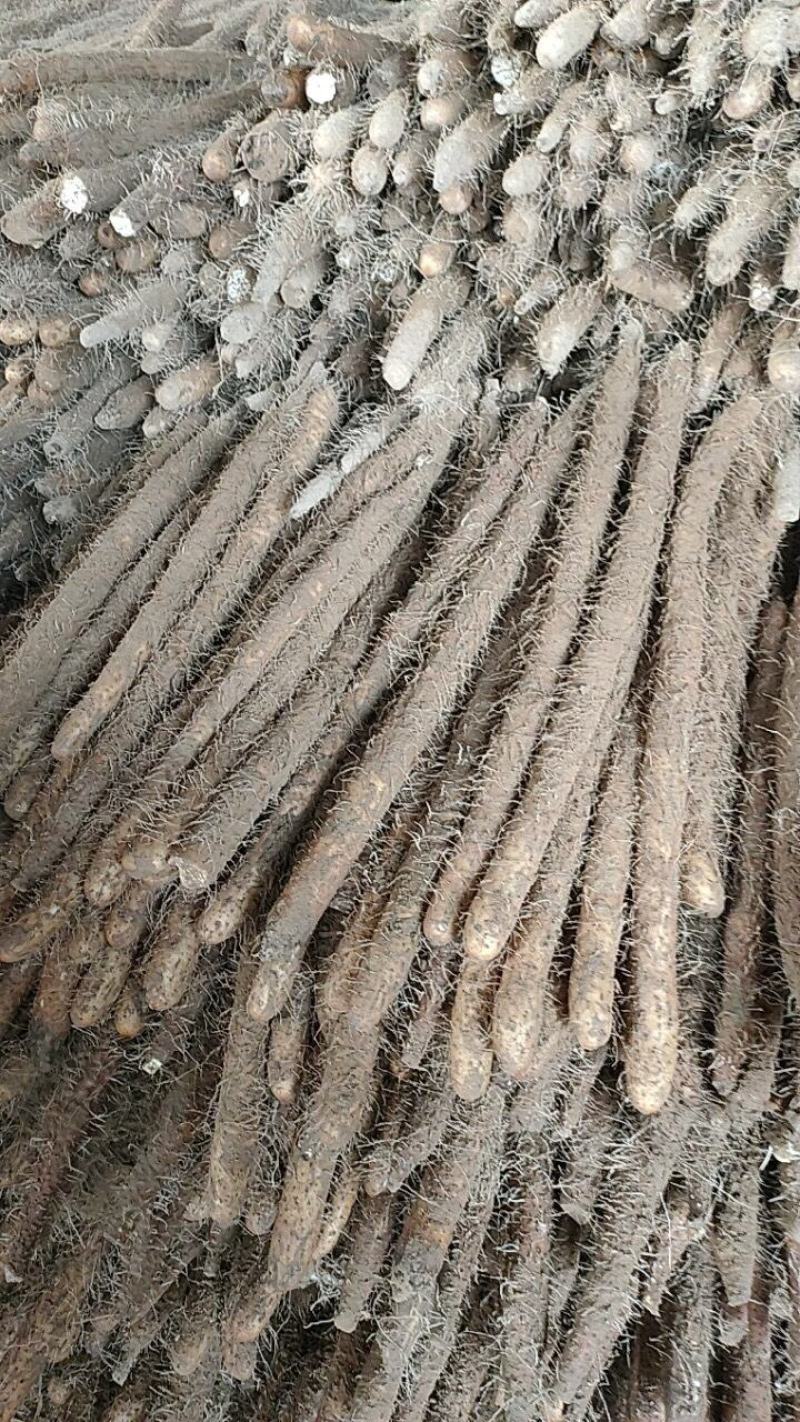 麻山药淮山棒山药毛山药产地直供一手货源货基地常年供货