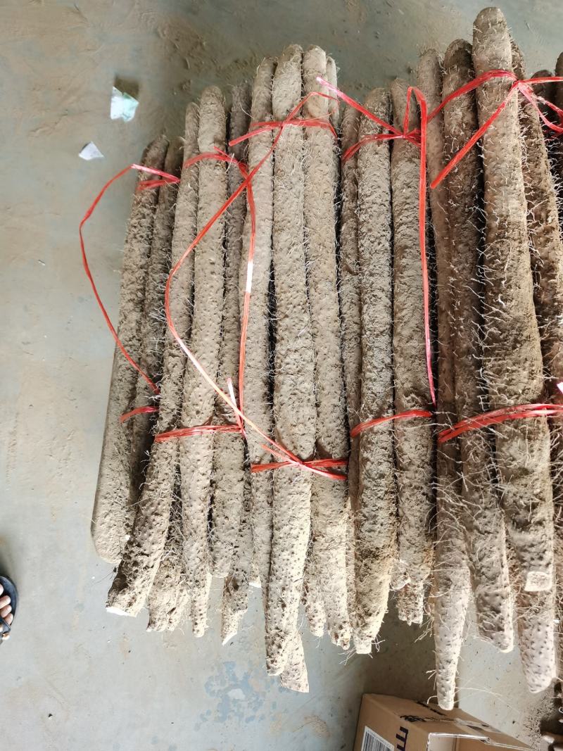 麻山药淮山棒山药毛山药产地直供一手货源货基地常年供货