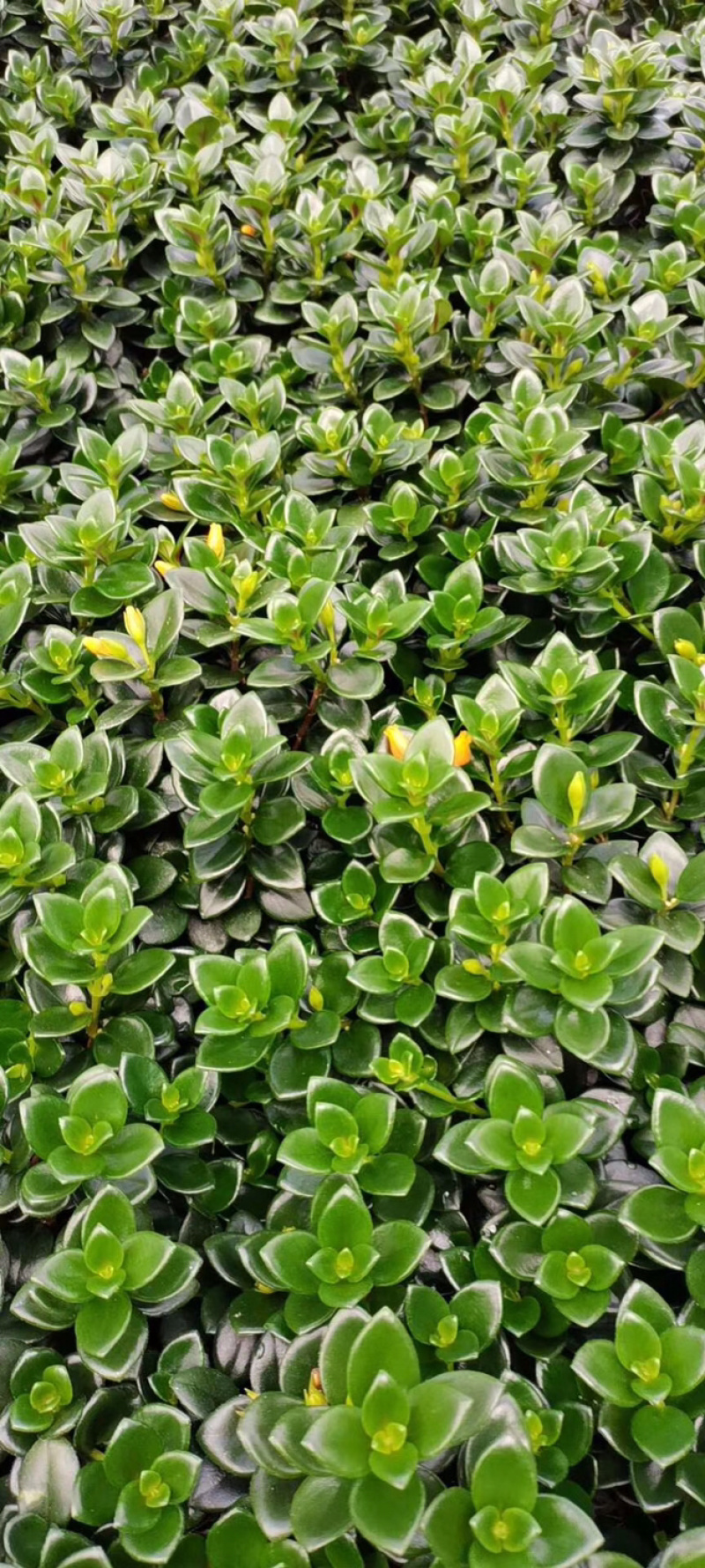 金鱼吊兰驱蚊植物吊兰盆栽四季常青吸甲醛二手烟