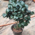 精品山茶花花苗带花苞五色赤丹十八学士四季茶花四季开花盆栽