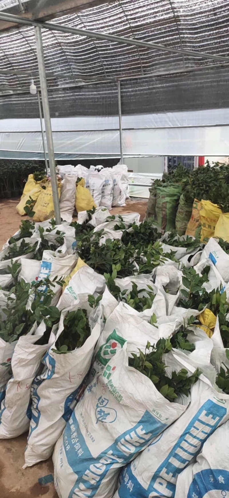 精品山茶花花苗带花苞五色赤丹十八学士四季茶花四季开花盆栽