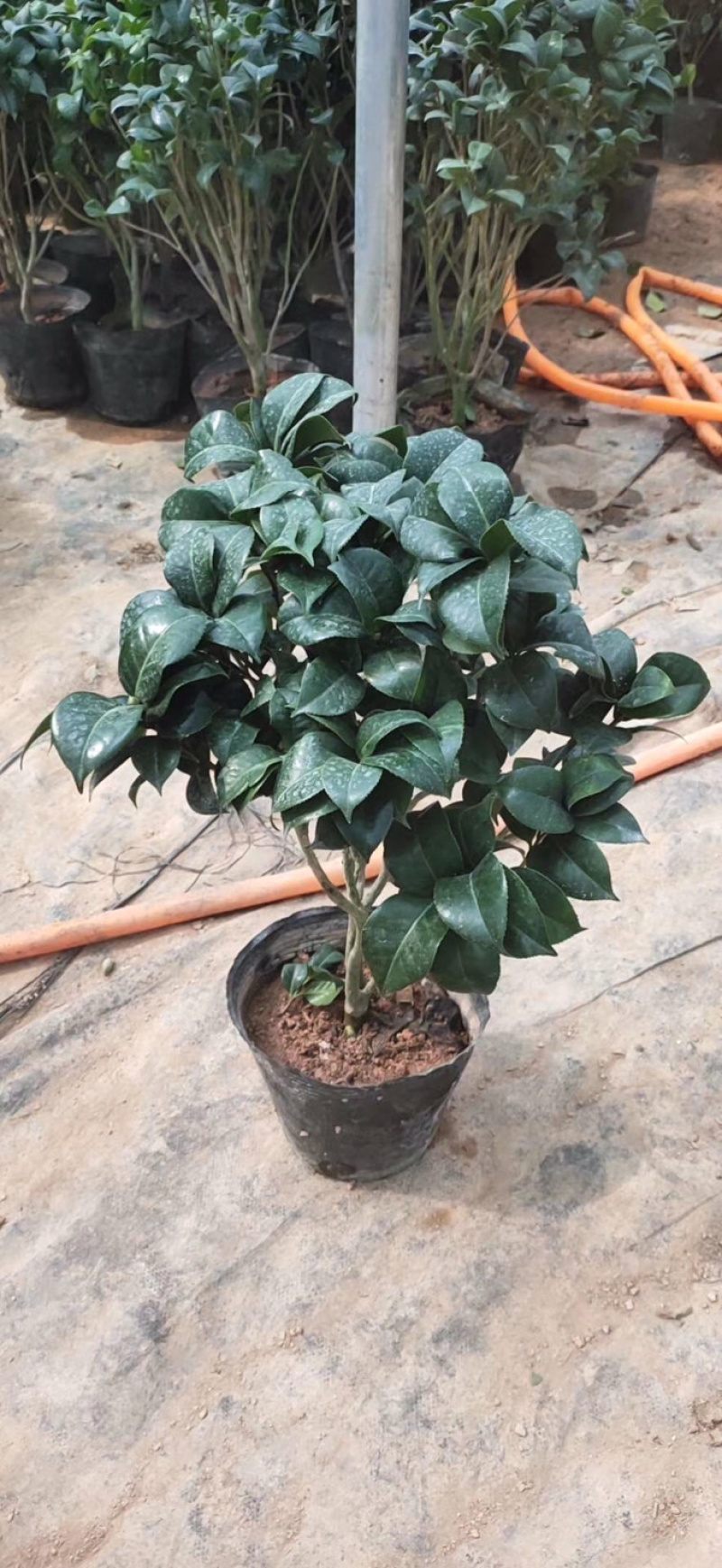 茶花苗四季茶花树苗五色赤单茶花赤单茶花苗