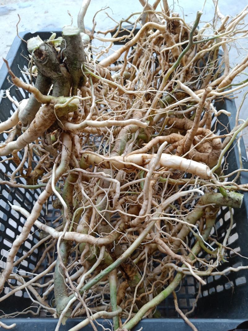 黄花倒水莲，鲜货，干货
