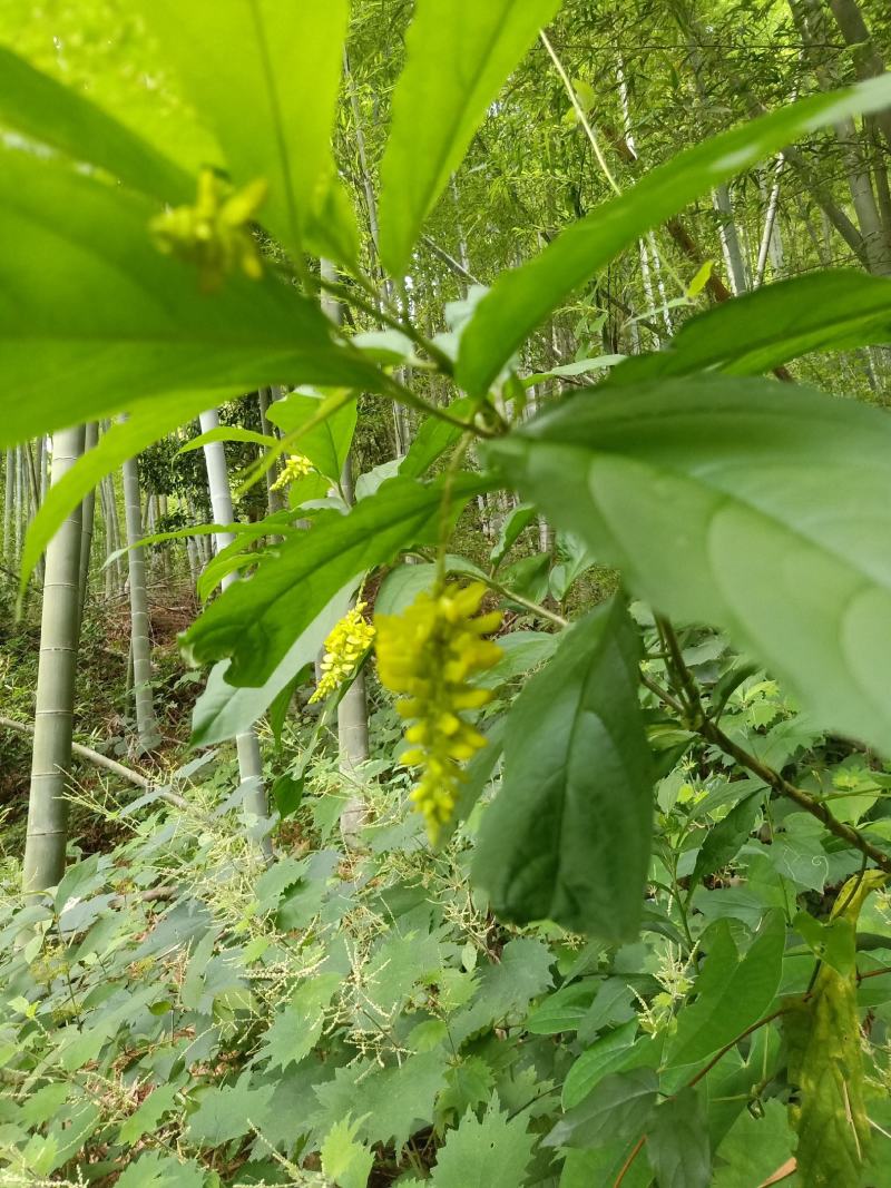 黄花倒水莲，鲜货，干货