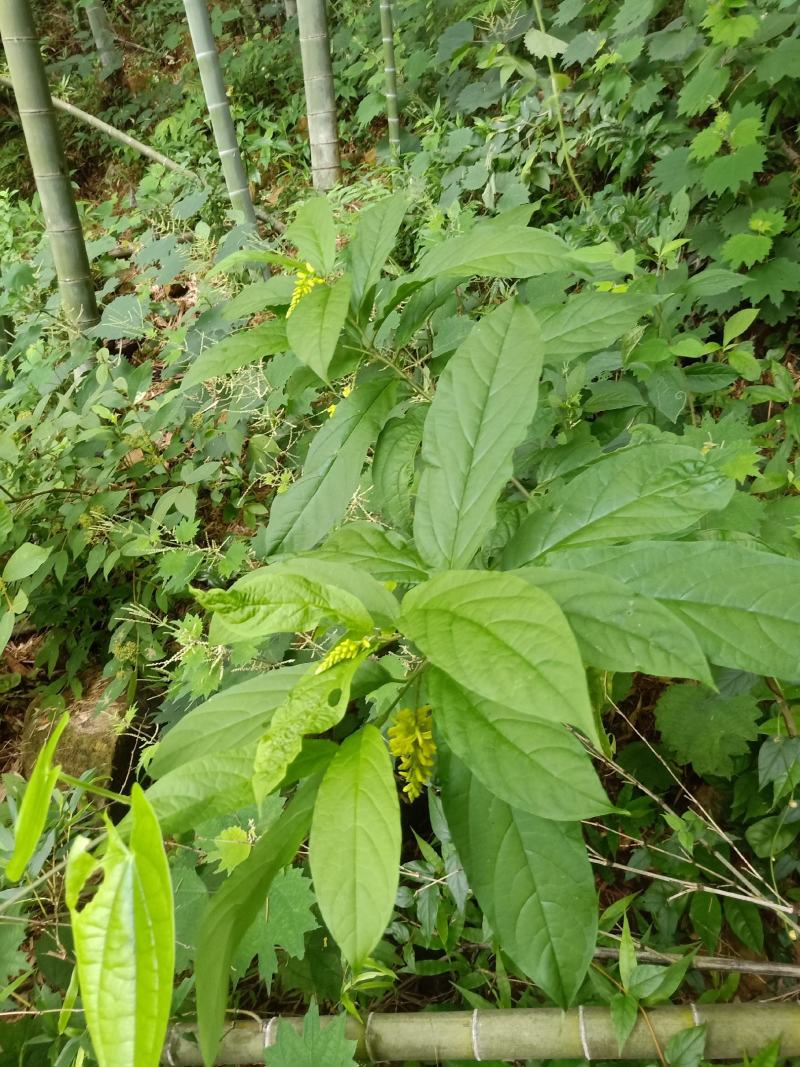 黄花倒水莲，鲜货，干货