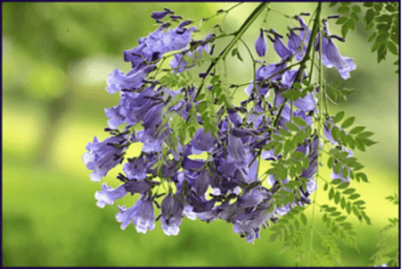 蓝花楹热卖绿化观花大树一手货源直发绿之艺种苗