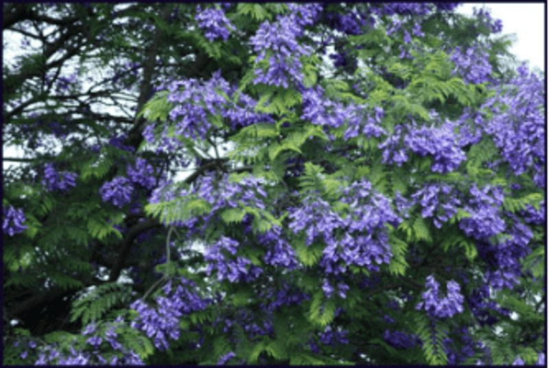 蓝花楹热卖绿化观花大树一手货源直发绿之艺种苗