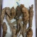 野生四叶参，牛乳参，鲜货