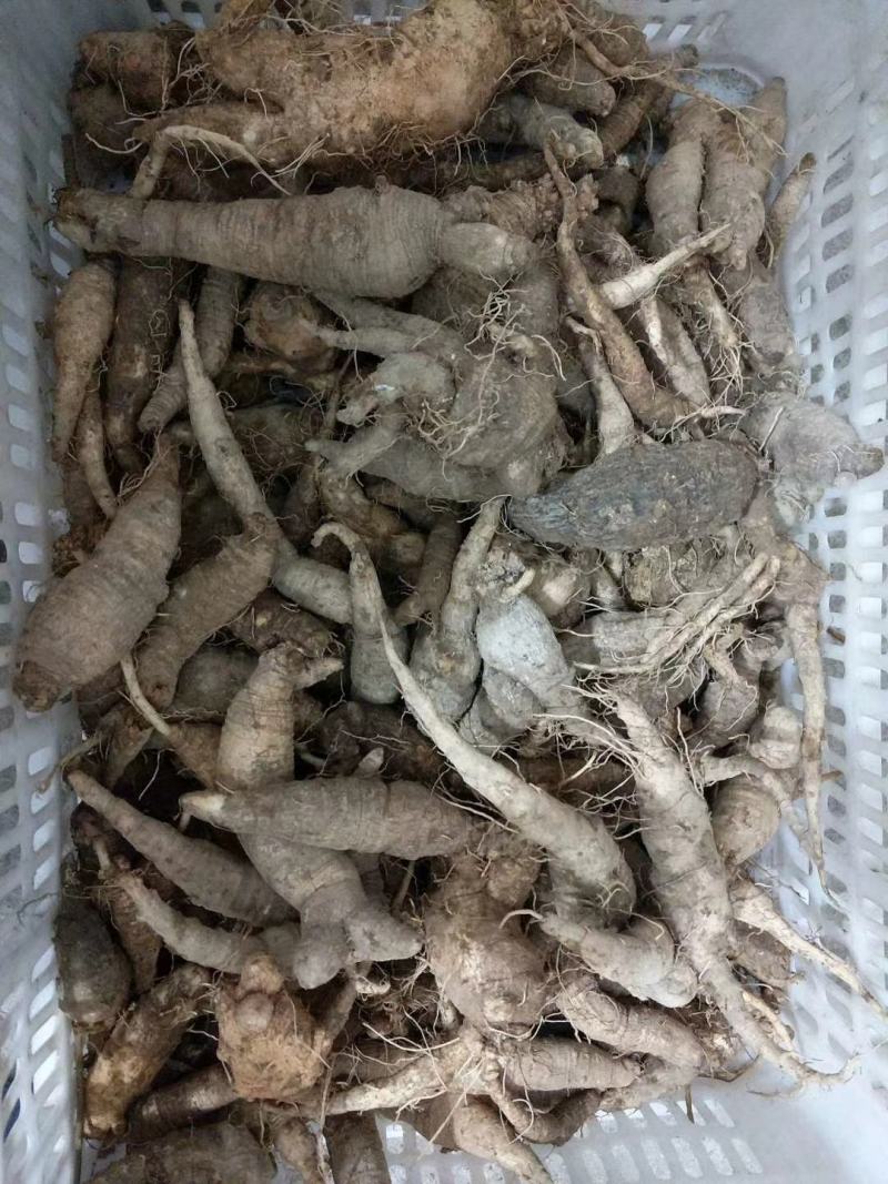 野生四叶参，牛乳参，鲜货
