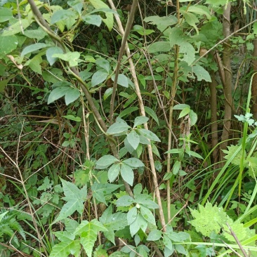 野生四叶参，牛乳参，鲜货