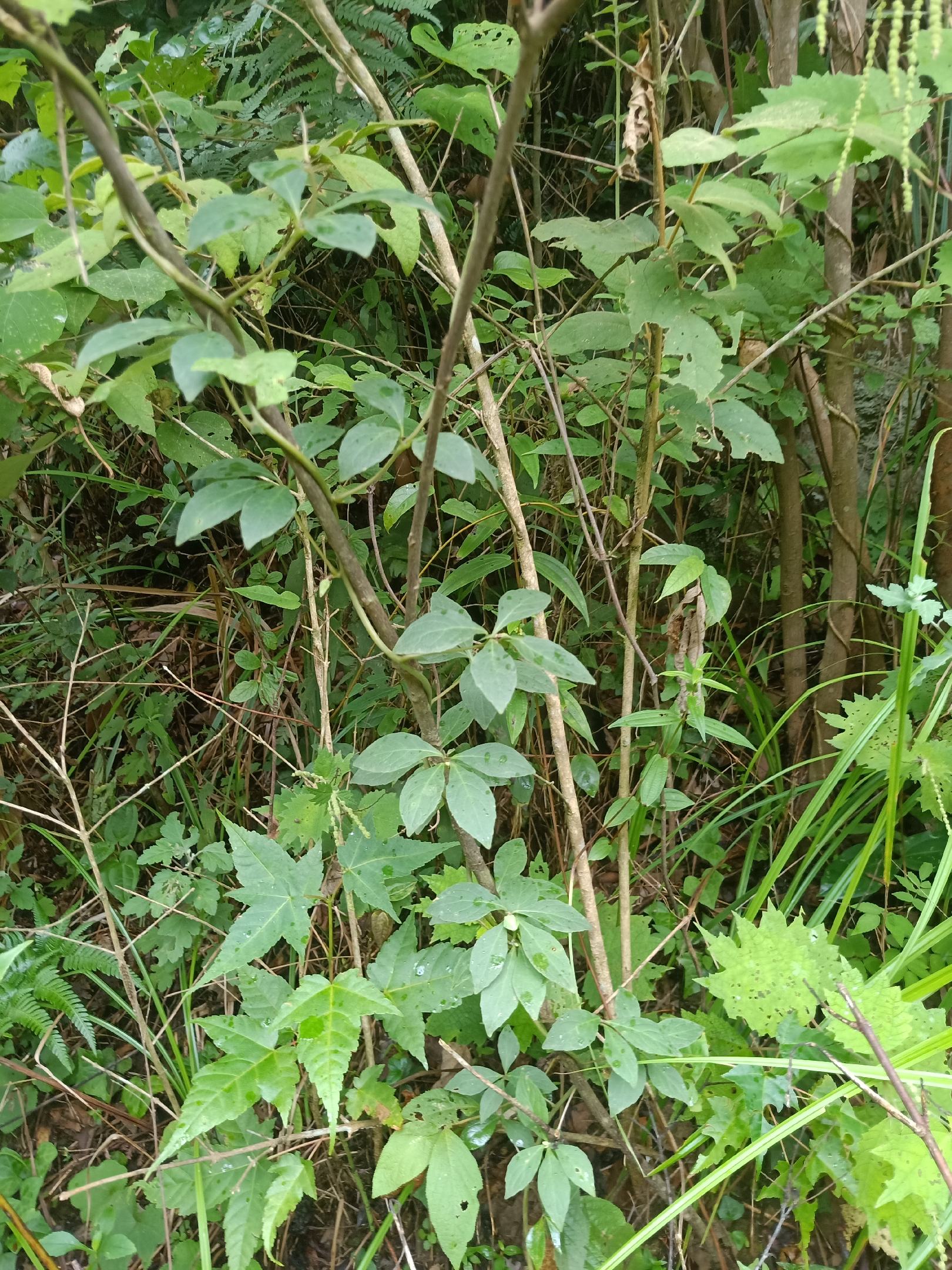 野生四叶参,牛乳参,鲜货