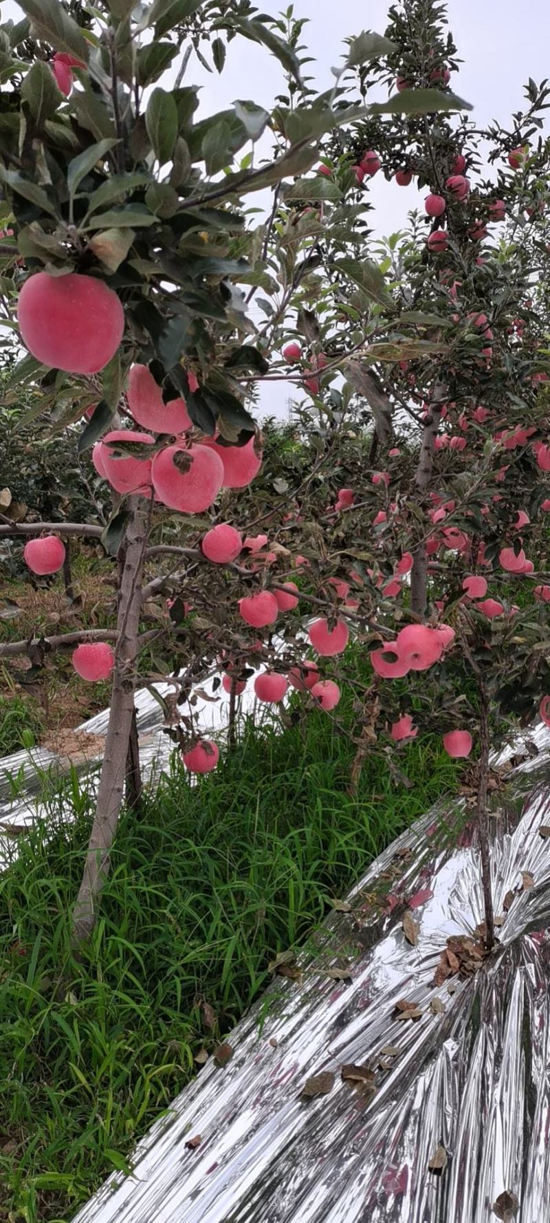 早熟纸袋红富士苹果产地铜川