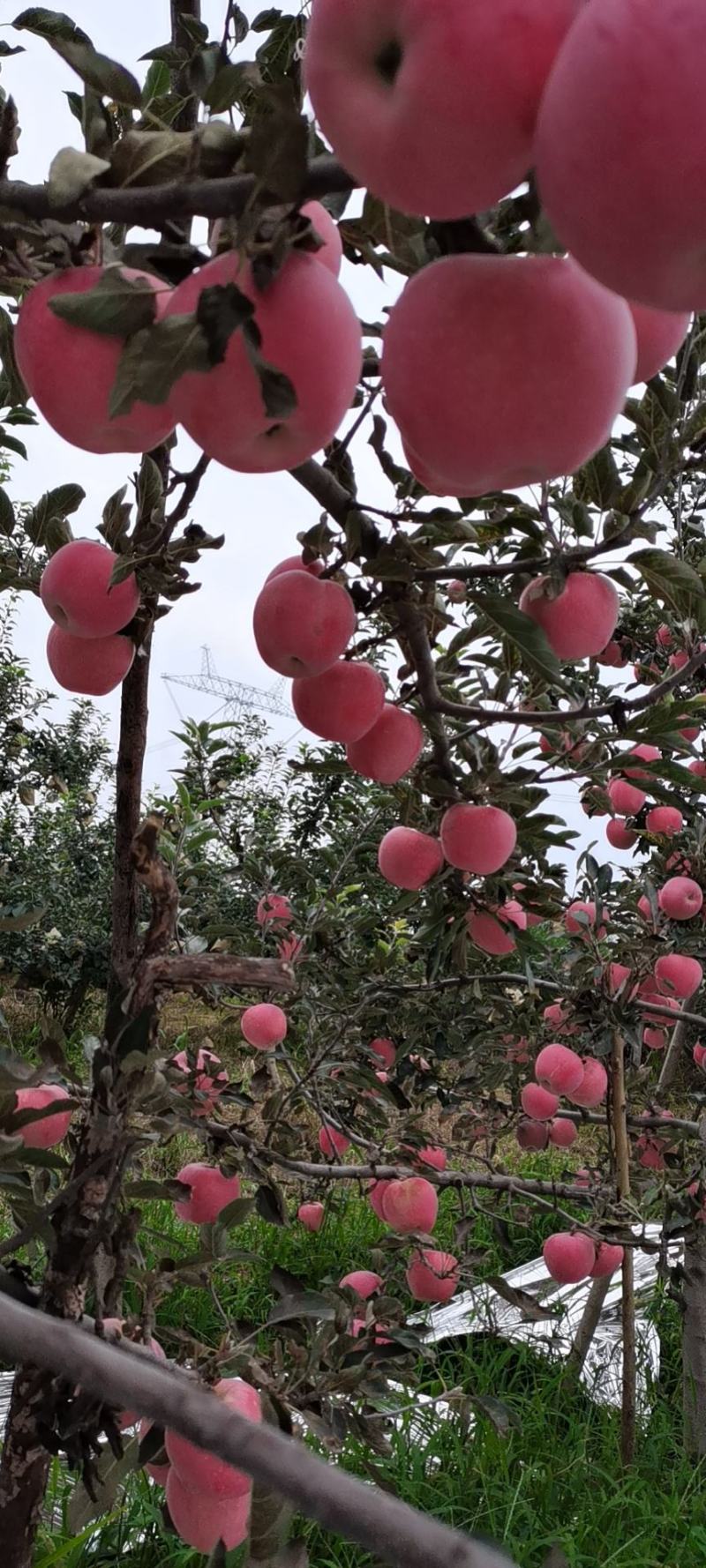 早熟纸袋红富士苹果产地铜川