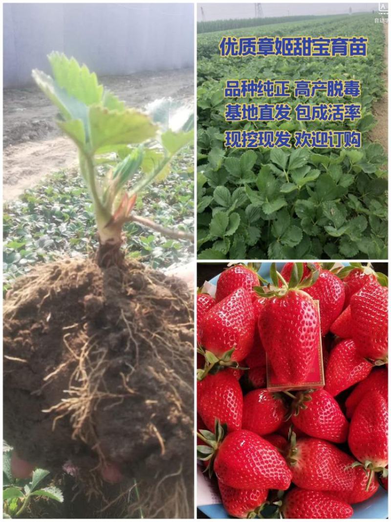 草莓苗甜宝奶油香野天使梦之莹品种纯正