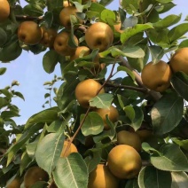 湖北省襄阳市宜城市黄花梨，口感脆甜，量大