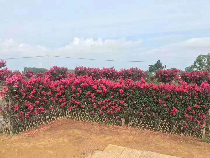 紫薇花树（一到三公分以上开杈修剪工程苗）