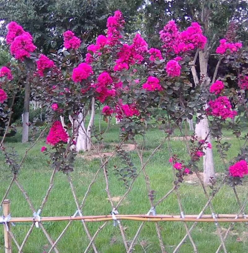 紫薇花树（一到三公分以上开杈修剪工程苗）