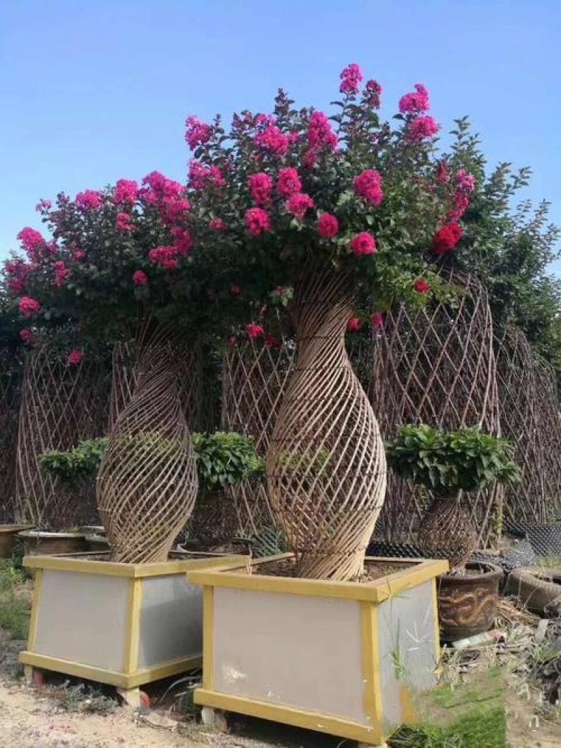 紫薇花树（一到三公分以上开杈修剪工程苗）