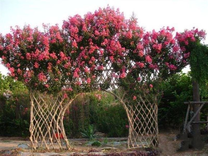紫薇花树（一到三公分以上开杈修剪工程苗）