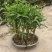 佛肚竹佛竹罗汉竹盆景葫芦竹子青竹室内庭院花卉盆栽植物