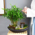佛肚竹佛竹罗汉竹盆景葫芦竹子青竹室内庭院花卉盆栽植物