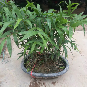 佛肚竹佛竹罗汉竹盆景葫芦竹子青竹室内庭院花卉盆栽植物