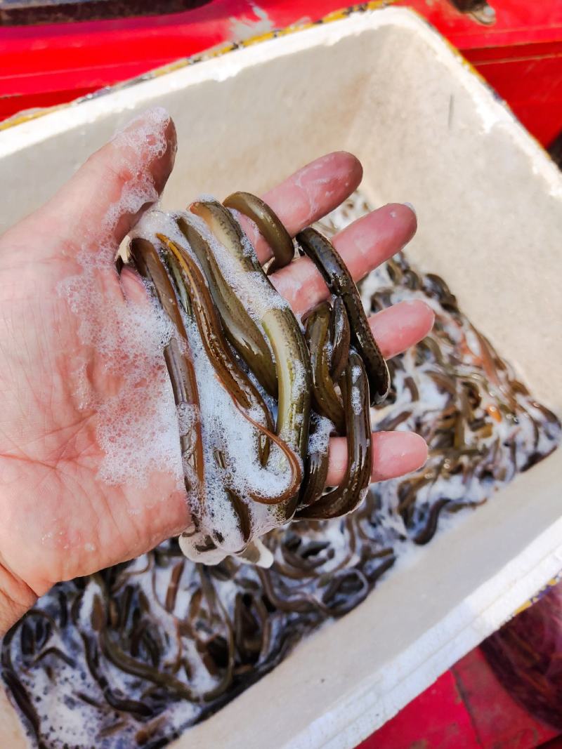 黄鳝苗（送货上门、传授养殖技术，技术指导）