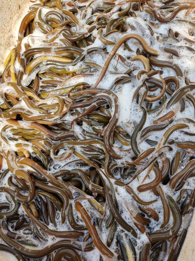 黄鳝苗（送货上门、传授养殖技术，技术指导）