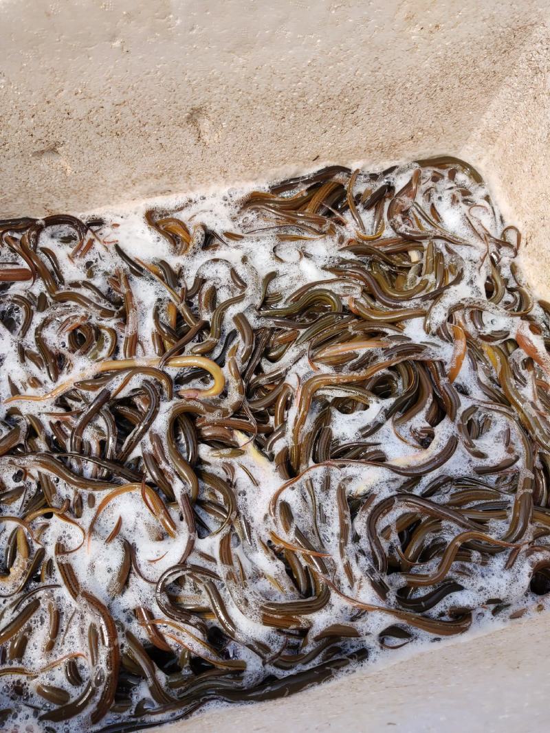 黄鳝苗（送货上门、传授养殖技术，技术指导）