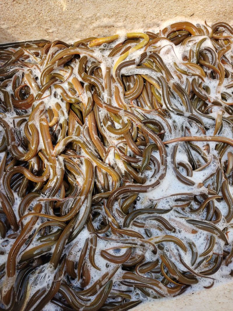 黄鳝苗（送货上门、传授养殖技术，技术指导）