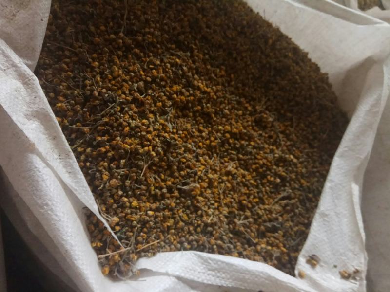 野菊花纯野生药用菊花