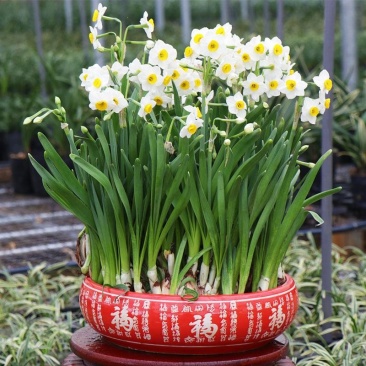 正宗漳州水仙花种球水培植物水养花卉冬季室内盆栽球根水