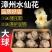 正宗漳州水仙花种球水培植物水养花卉冬季室内盆栽球根水