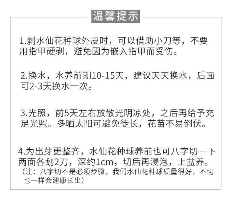 正宗漳州水仙花种球水培植物水养花卉冬季室内盆栽球根水