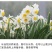 正宗漳州水仙花种球水培植物水养花卉冬季室内盆栽球根水