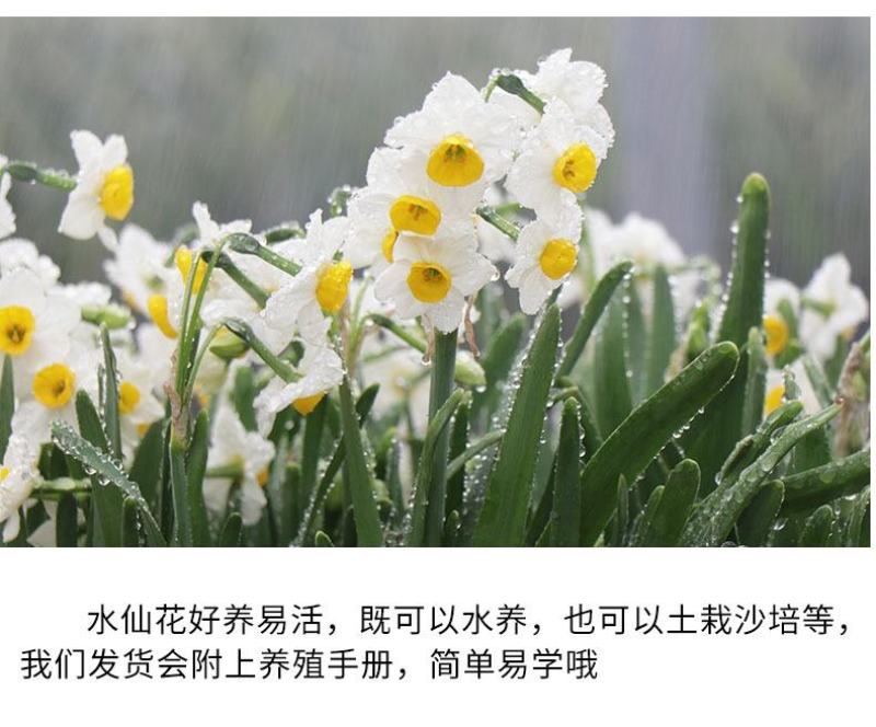 正宗漳州水仙花种球水培植物水养花卉冬季室内盆栽球根水