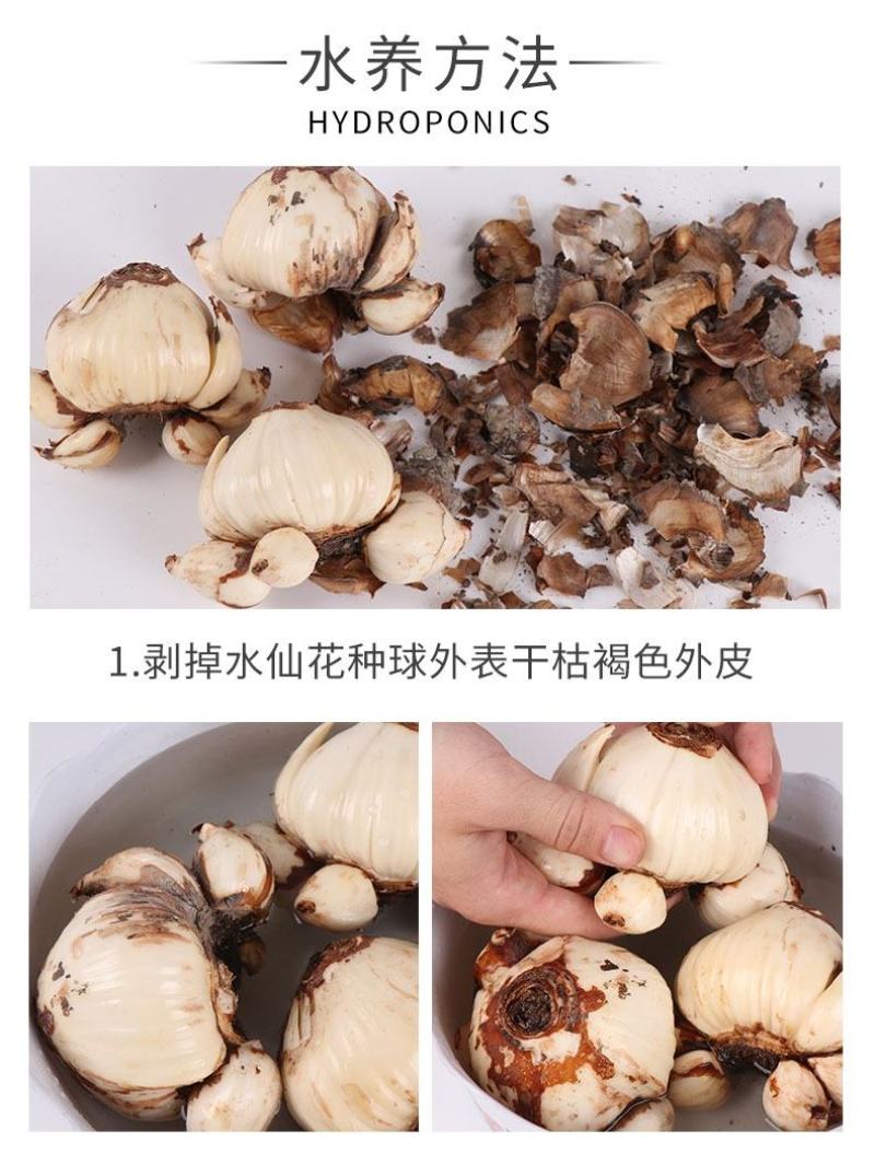 正宗漳州水仙花种球水培植物水养花卉冬季室内盆栽球根水