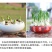 正宗漳州水仙花种球水培植物水养花卉冬季室内盆栽球根水
