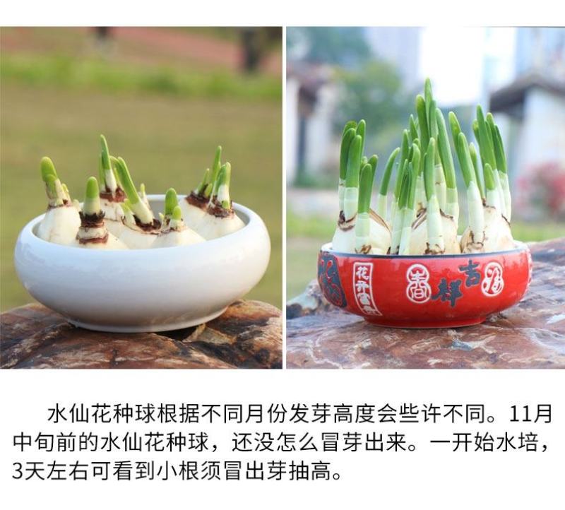 正宗漳州水仙花种球水培植物水养花卉冬季室内盆栽球根水