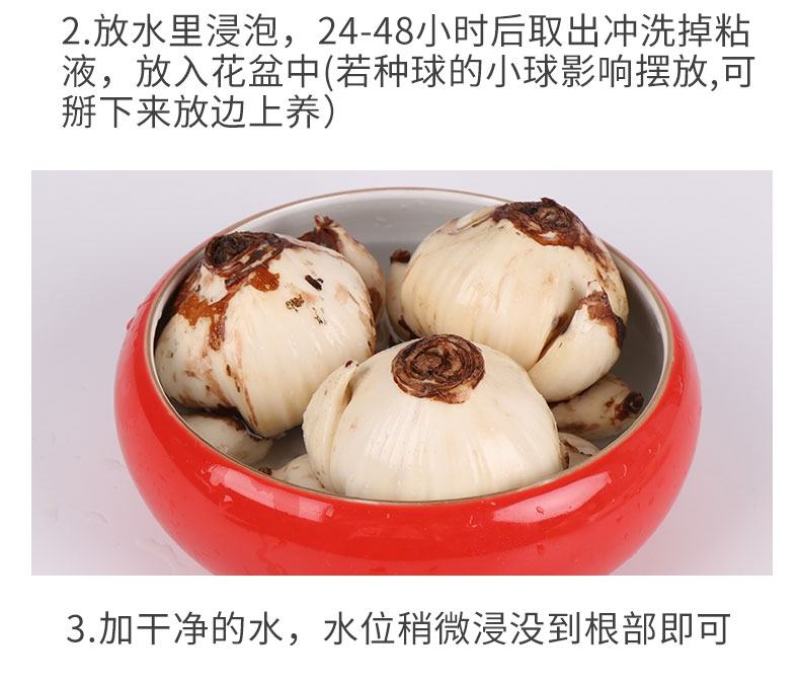 正宗漳州水仙花种球水培植物水养花卉冬季室内盆栽球根水