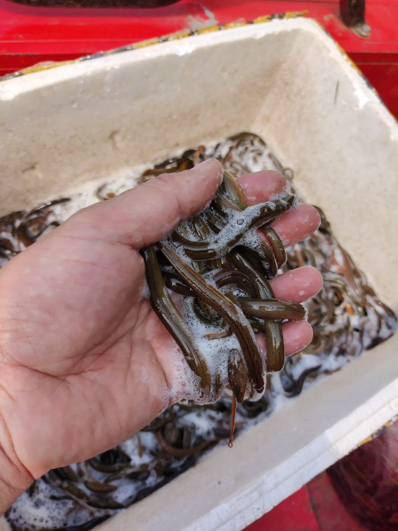 黄鳝苗（送货上门、传授养殖技术，技术指导）